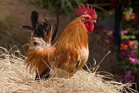 Bantam chickens