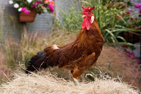Domestic fowl