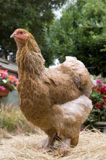 Brahma chickens