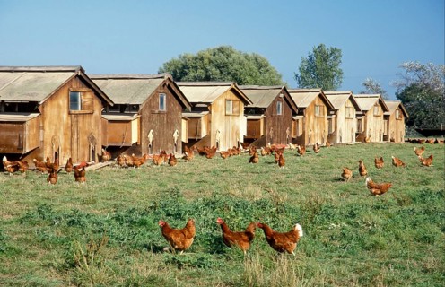 Domestic chickens