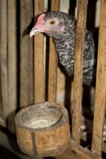 Domestic chicken