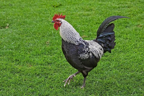 Norfolk Grey chicken