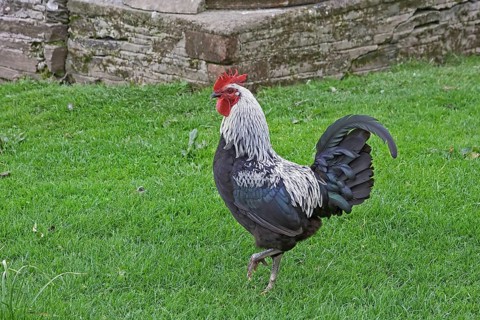 Norfolk Grey chicken