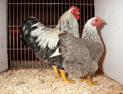 Domestic fowl