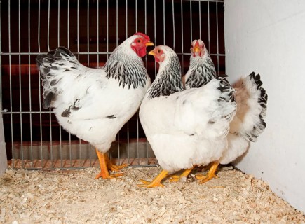 Domestic fowl