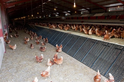 Domestic fowl