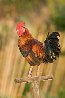 Domestic fowl