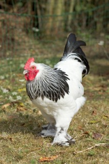 Sussex chickens