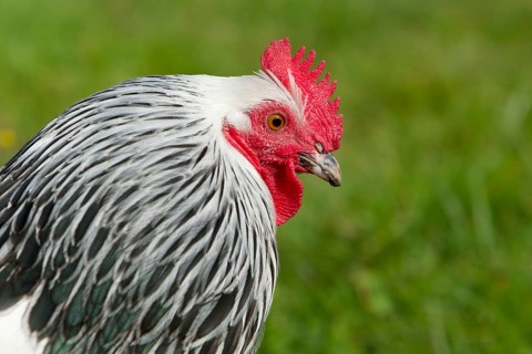 Sussex chickens