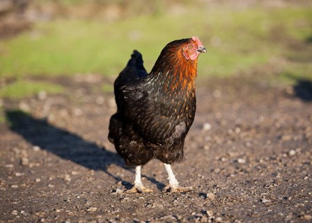 Domestic Black Rock hen