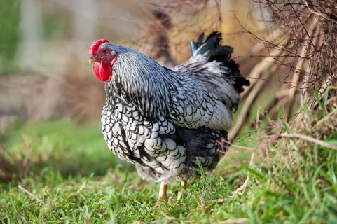 Domestic fowl