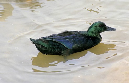 House Duck