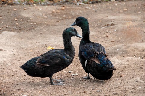 Cayuga Duck