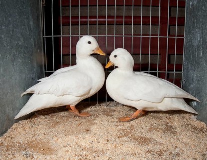 Dwarf Ducks