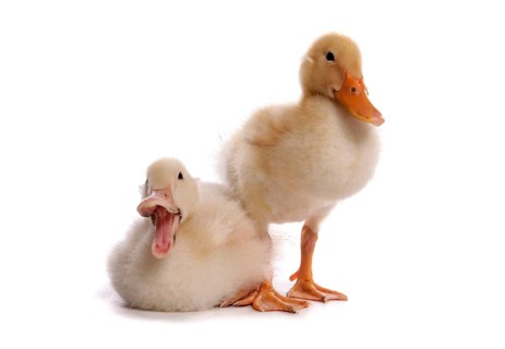 Aylesbury Duck
