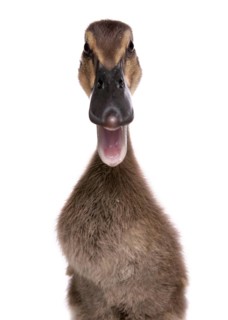 Domestic duck