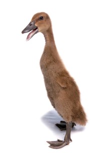 Domestic duck