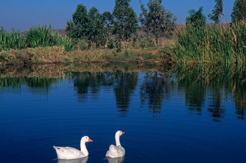 Domestic goose