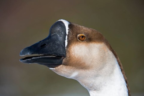 Mute Goose