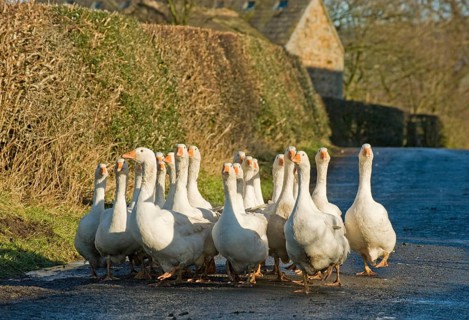 Domestic Goose
