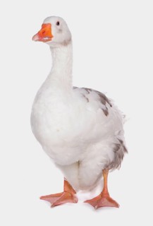 West of England Goose