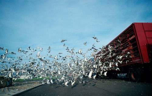 Domestic pigeon