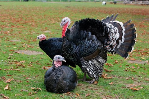Turkey domestic