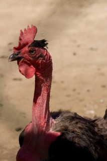 Romanian bare-necked chicken