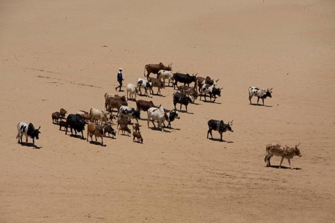 Zebus cattle