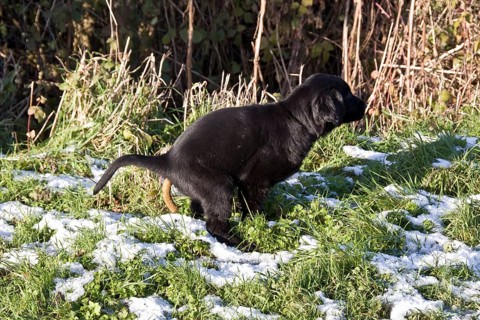 Pedigree dogs