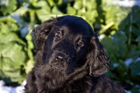 Pedigree dogs