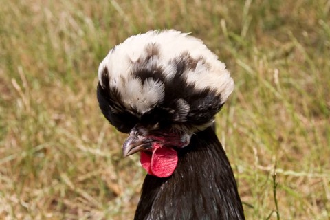 Paduan chicken