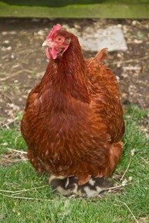Domestic hen