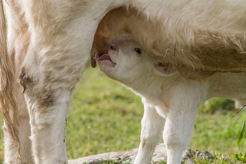 Newborn Charolais calf suckling from its mother's udder