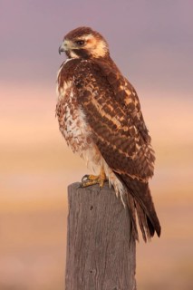 Puna Hawk