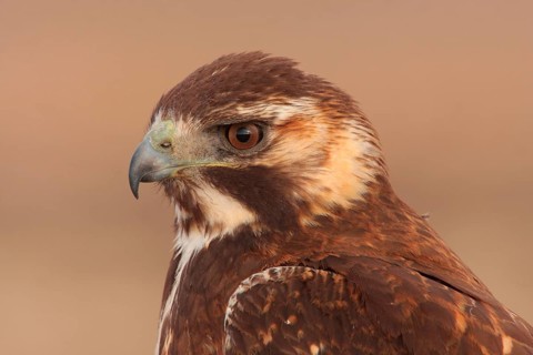 Puna Hawk