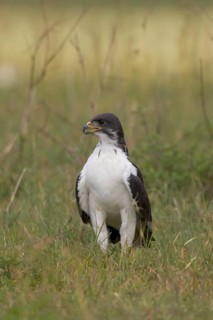Auger Buzzard