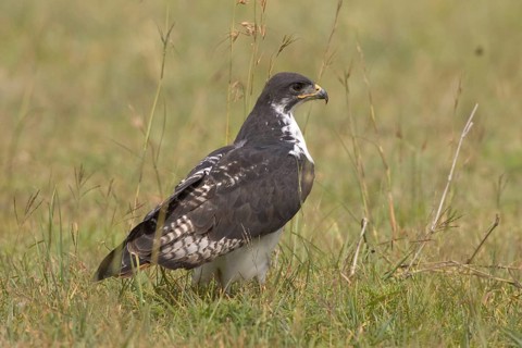 Auger Buzzard