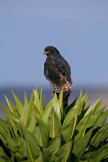 Augur buzzard