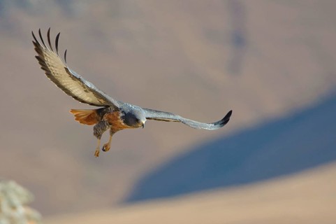 Jackal buzzard