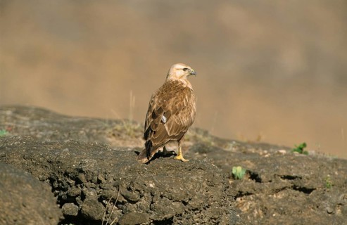 Long-legged Buzzard