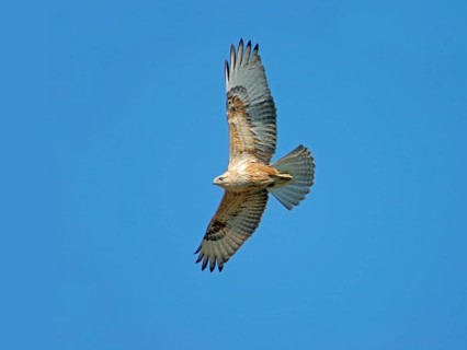 Long-legged long-legged buzzard