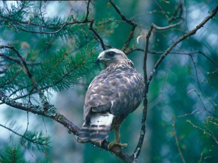 Rough-legged buzzard