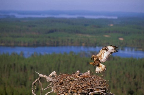 Rough-legged buzzard