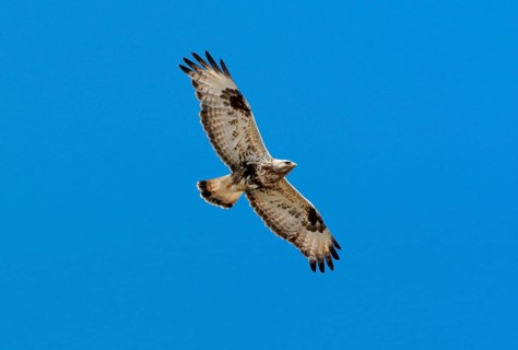 Rough-legged Buzzard