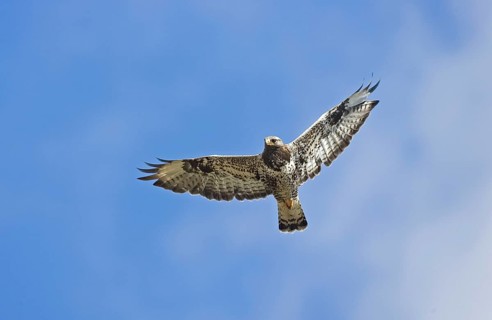 Rough-legged buzzard