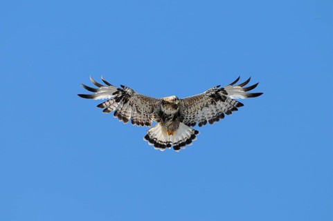 Rough-legged Buzzard