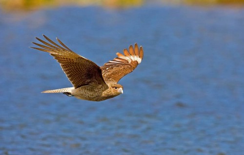 Chimango Caracara