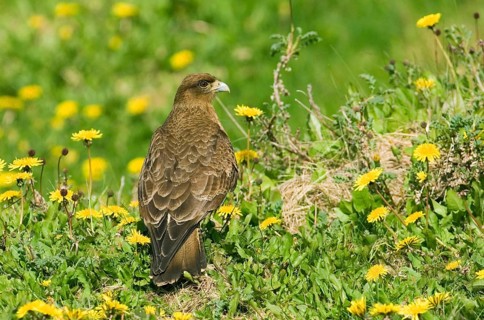 Chimango chimango caracara