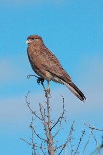 Chimango Caracara